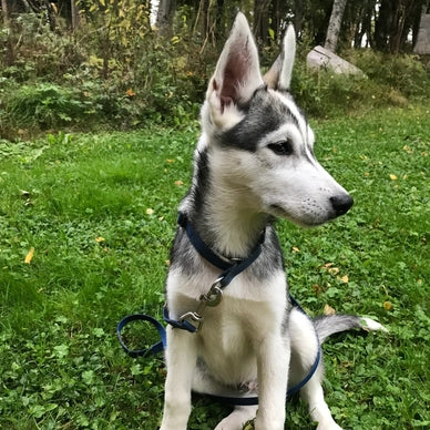 Måsek's Free born in 2020