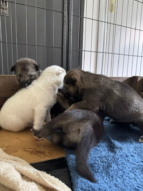 Puppies Måsek´s Mys and Yabasta Hurricane Maze