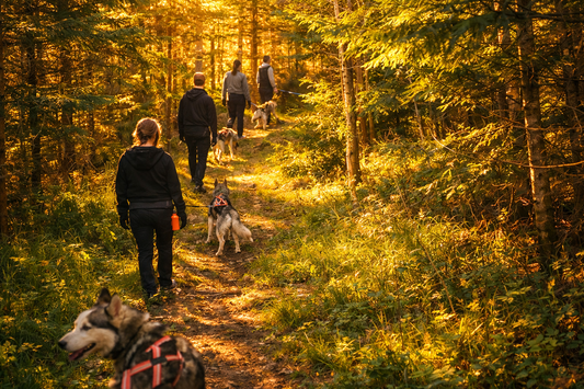 När skogen blir som mest levande – kvällsljus, dofter och sommarens energi