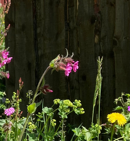 Just nu står naturen i sin allra vackraste blomprakt.