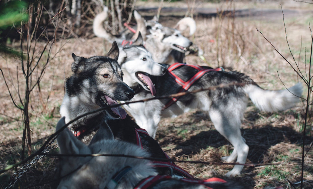 När skogen vaknar och våra huskies visar vägen till sommarens äventyr