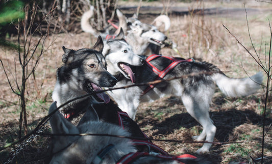 När skogen vaknar och våra huskies visar vägen till sommarens äventyr