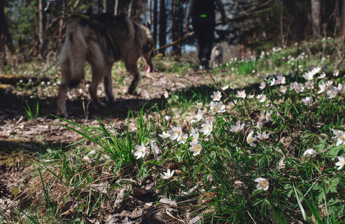 Våren är påväg med nya Huskyäventyr