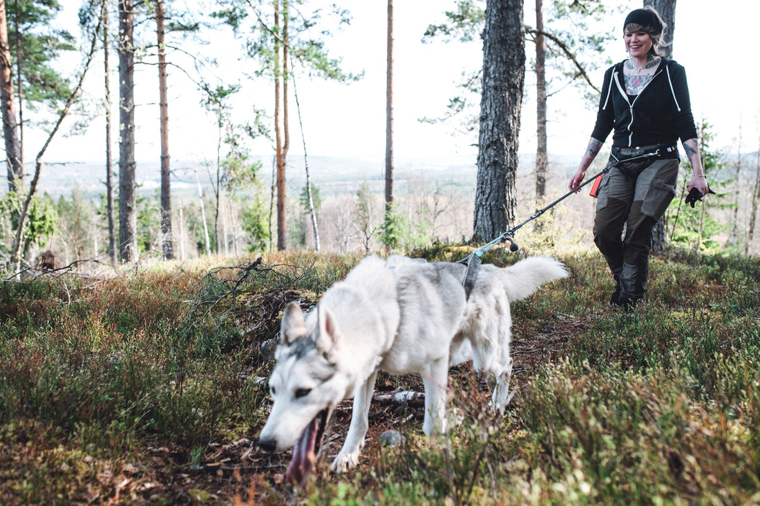 Varför Huskies älskar att jobba- och varför det smittar av sig