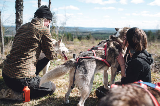 Hösten hos Måsek’s – fler Husky-Hikingplatser, pigga hundar och nya äventyr