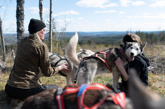 Husky‑Hiking – när hundarnas energi möter skogens lugn