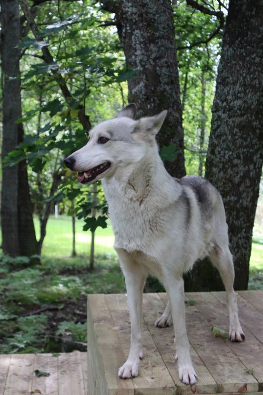 Varför gäster hittar oss även när de inte söker husky