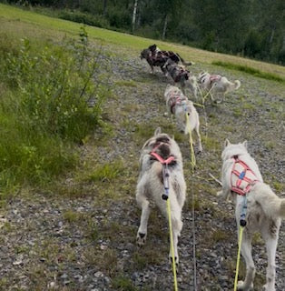 En vecka med svalare väder, små valpar och nya äventyr på gång