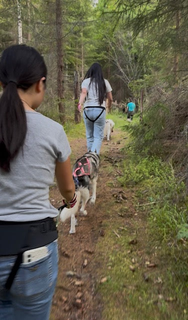Därför älskar utländska gäster våra sommarupplevelser med huskies – och varför Husky Hiking ibland slår vinterhundspann