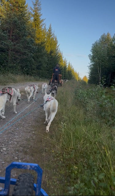 🍁 Höstfavoriter hos Måsek’s – när skogen är som allra bäst