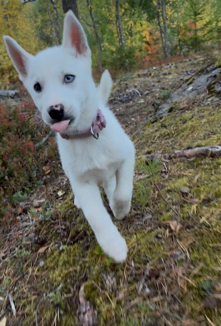 Små valppromenader, nya rutiner och en flock i förändring