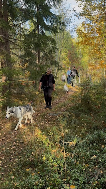 Tolv huskys, en personalgrupp och en oförglömlig dag