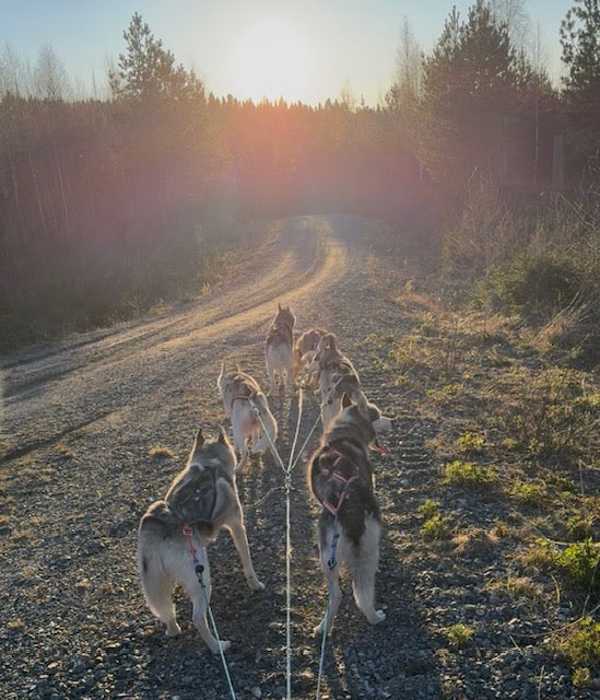 Eftermiddags sol och perfekt temperatur