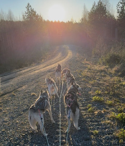 Eftermiddags sol och perfekt temperatur