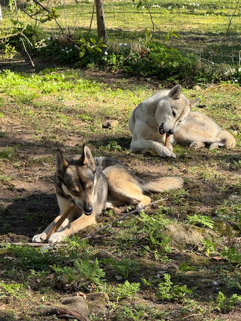 Lyckade parningar hos Måsek´s