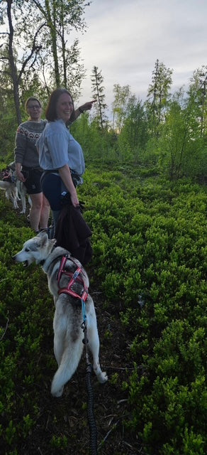 Husky Hiking – när skogen öppnar sig och samtalen hittar sin egen rytm