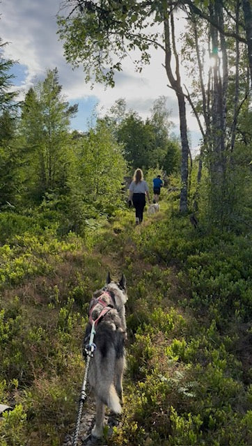 En kväll med gäster från Irland och Österrike – och hundar som levererade på topp