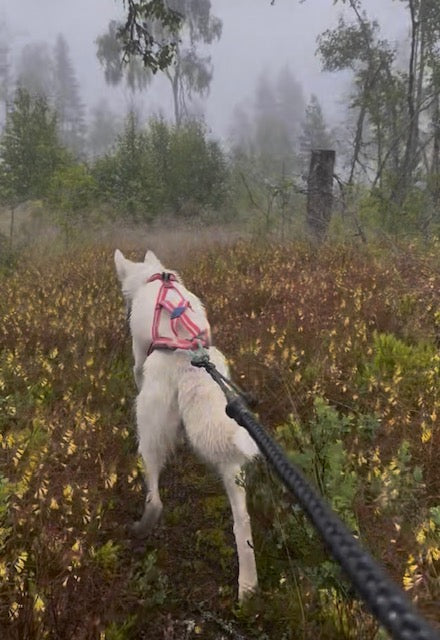 När regnet gör skogen magisk – Coolcation hos Måsek’s