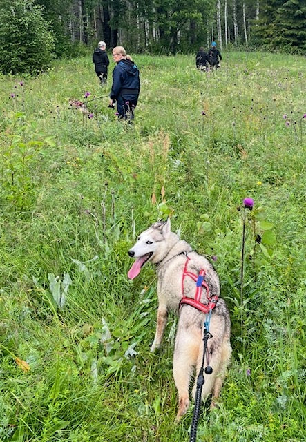 Sommarträning, Husky‑Hiking och valparnas lugna rytm