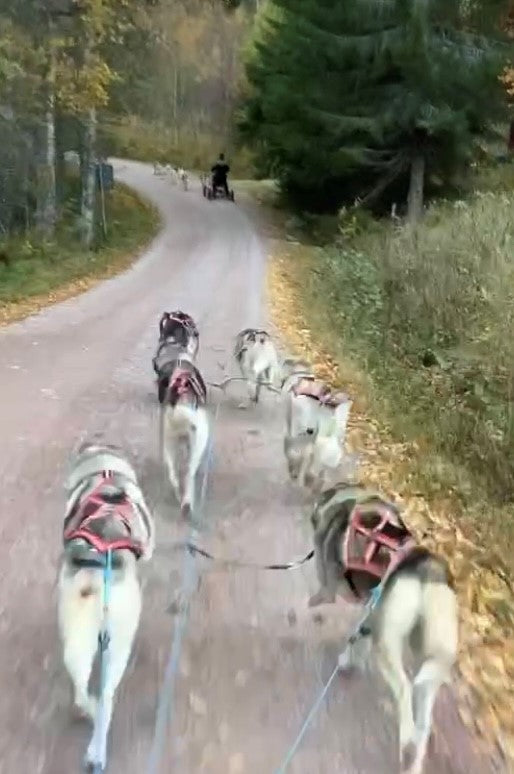 November hos Måsek´s, Vagnturer, Husky-Hiking och lägereld