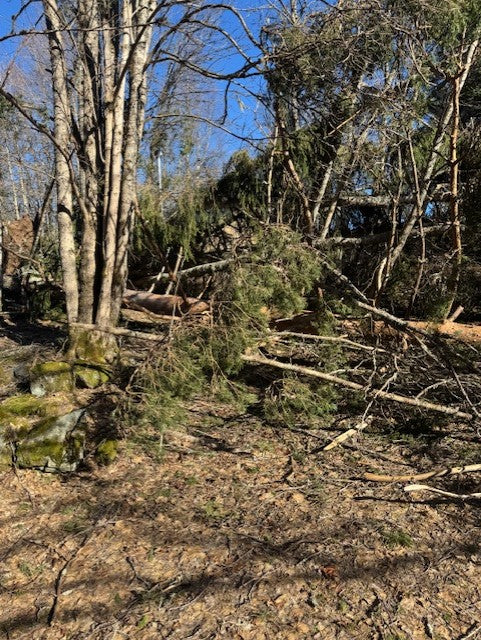 Eldhuset finns där bakom alla stormfällda träd