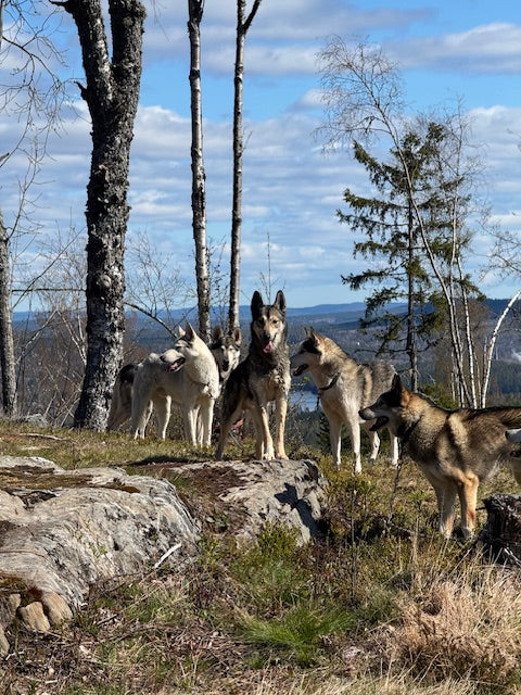 Snart dags att välkomna våra första Husky-hiking gäster