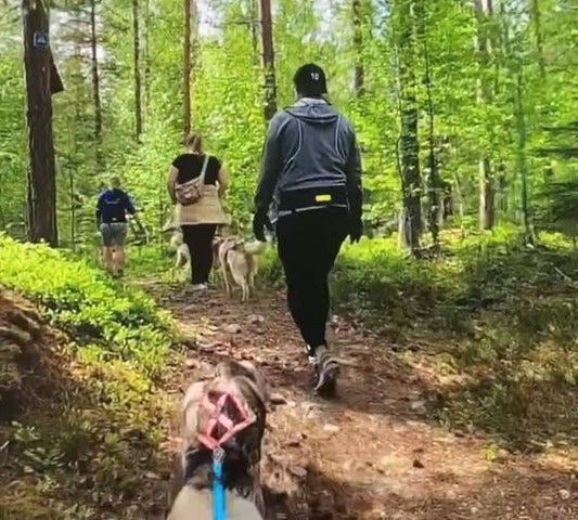 Husky‑Hiking i Dalarna – en vandring du aldrig glömmer