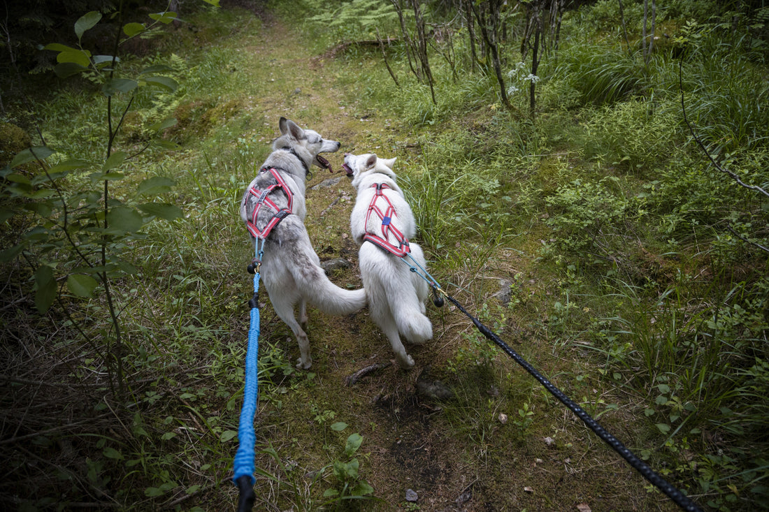 Där sommarens stigar öppnar sig och hundarna visar vägen