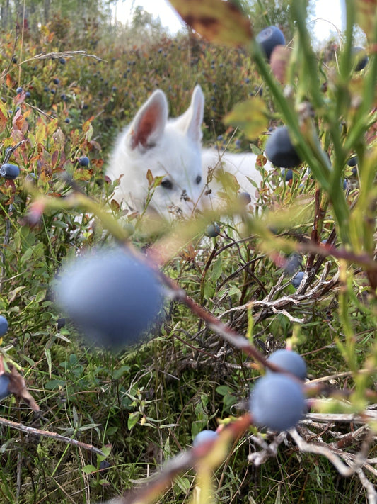 Sensommar hos oss – hundar, gäster och små ögonblick att minnas