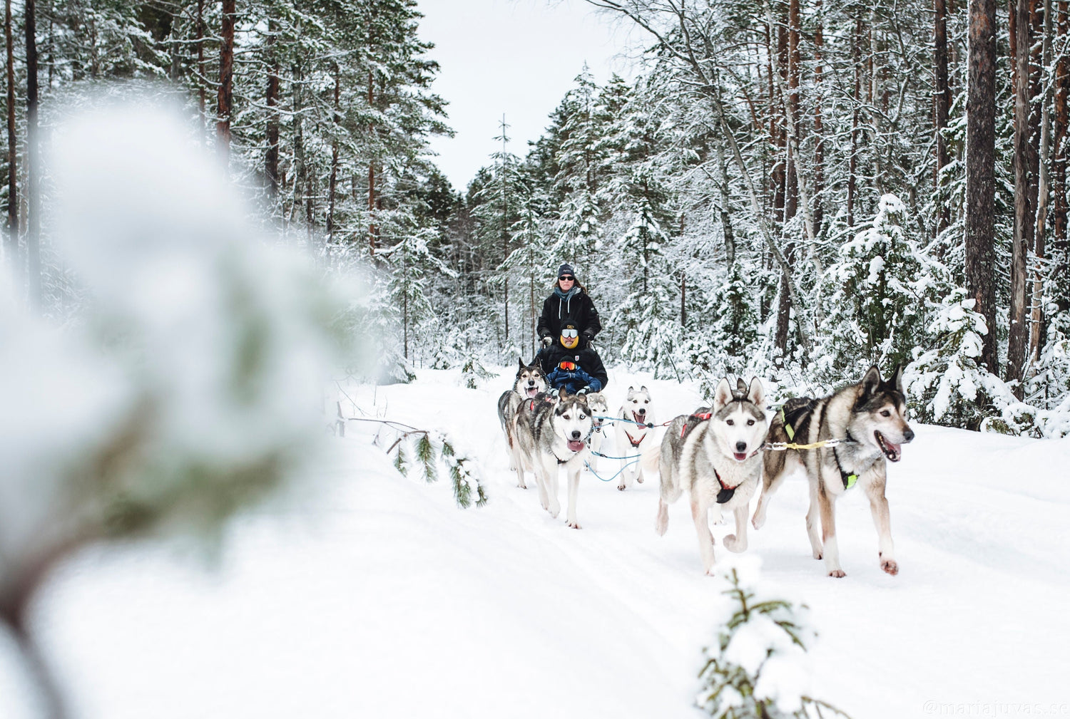 Slädhundsturer