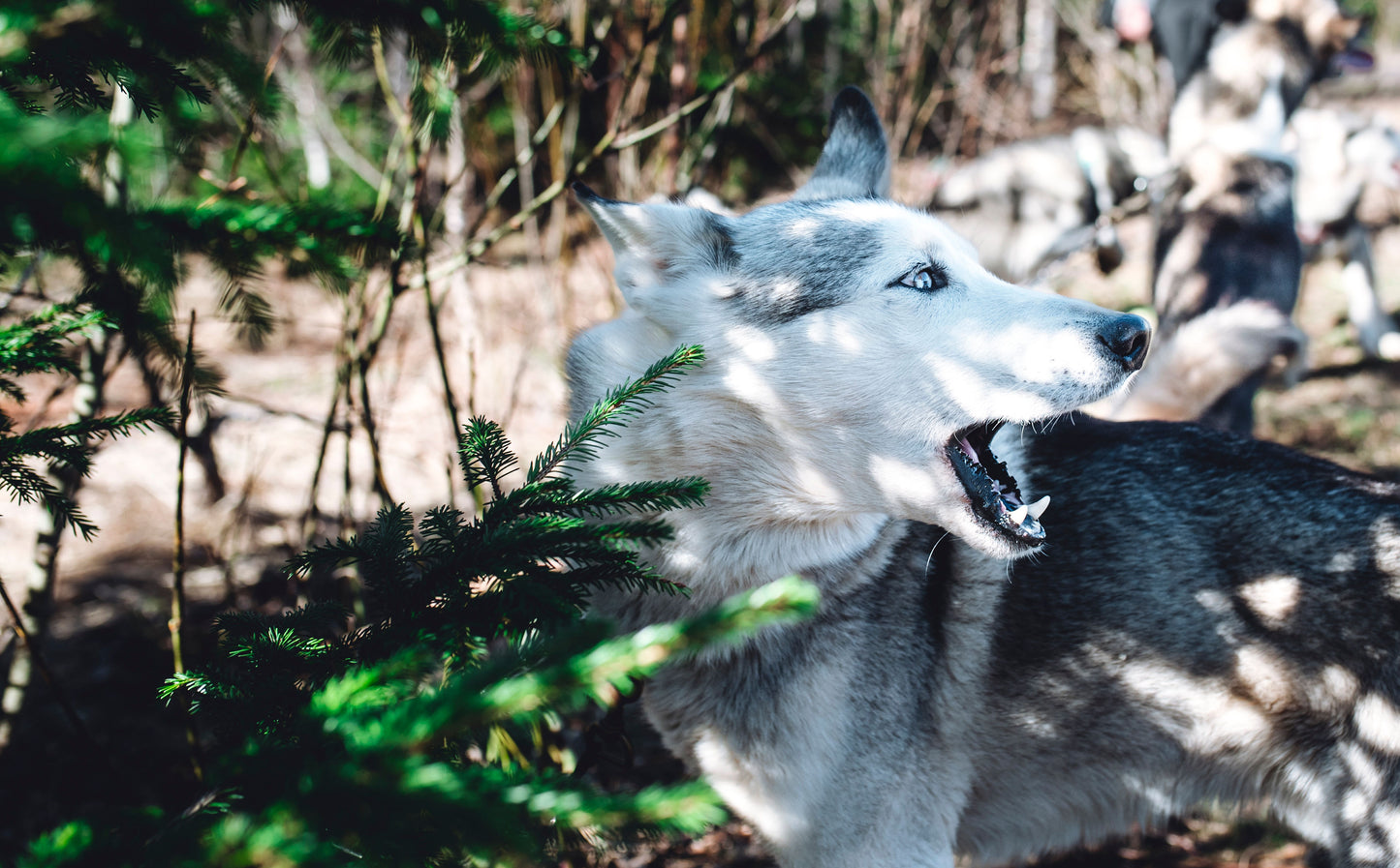 Kennel Visit
