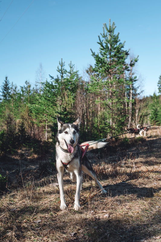 Måsek's Sisu born in 2018
