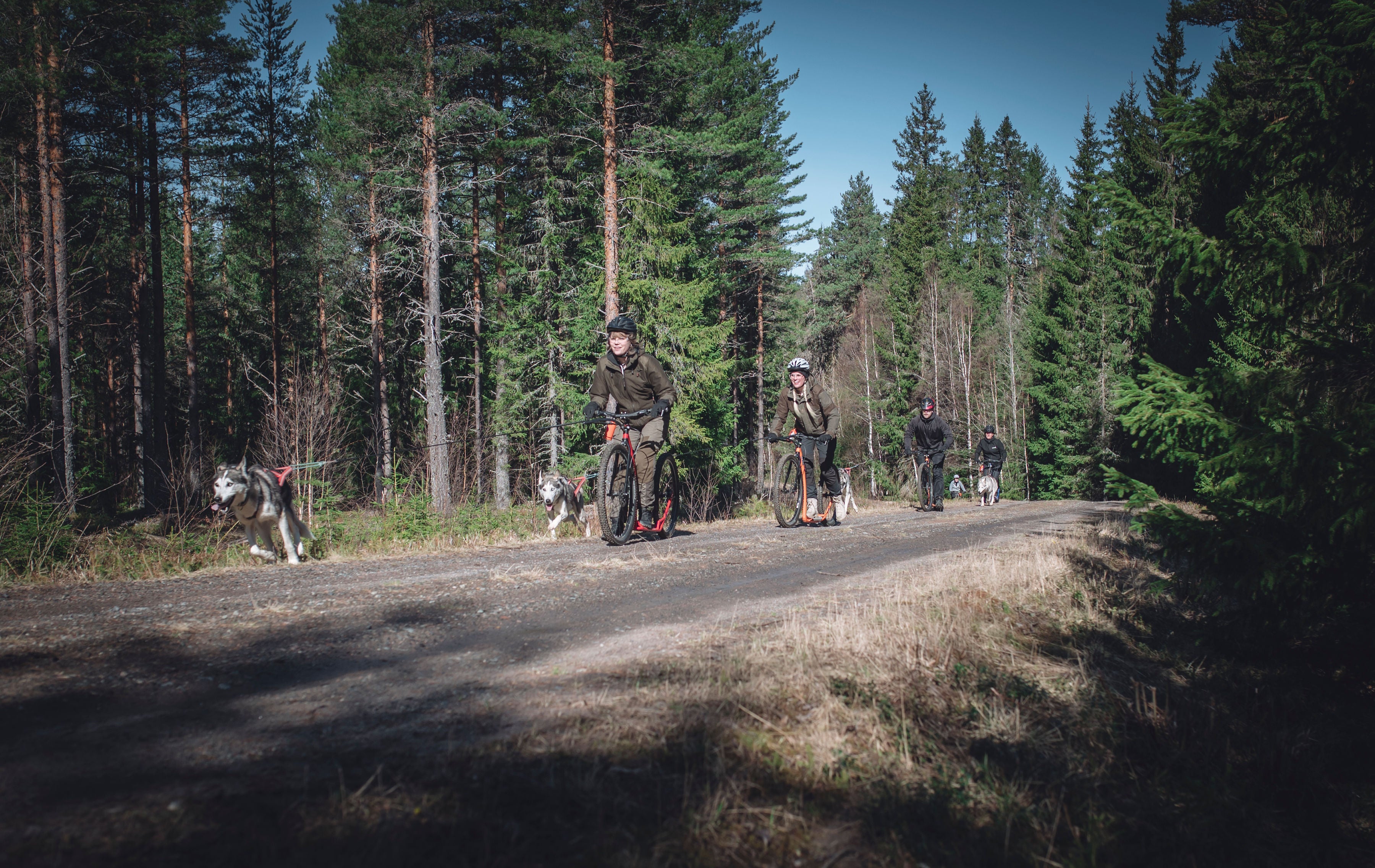 Måsek’s Huskyadventures, Hundspannsäventyr och kennel logotyp