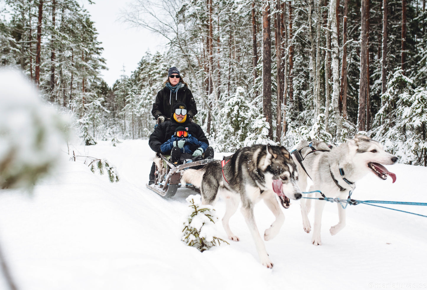 Slädhundstur i skogslandskap