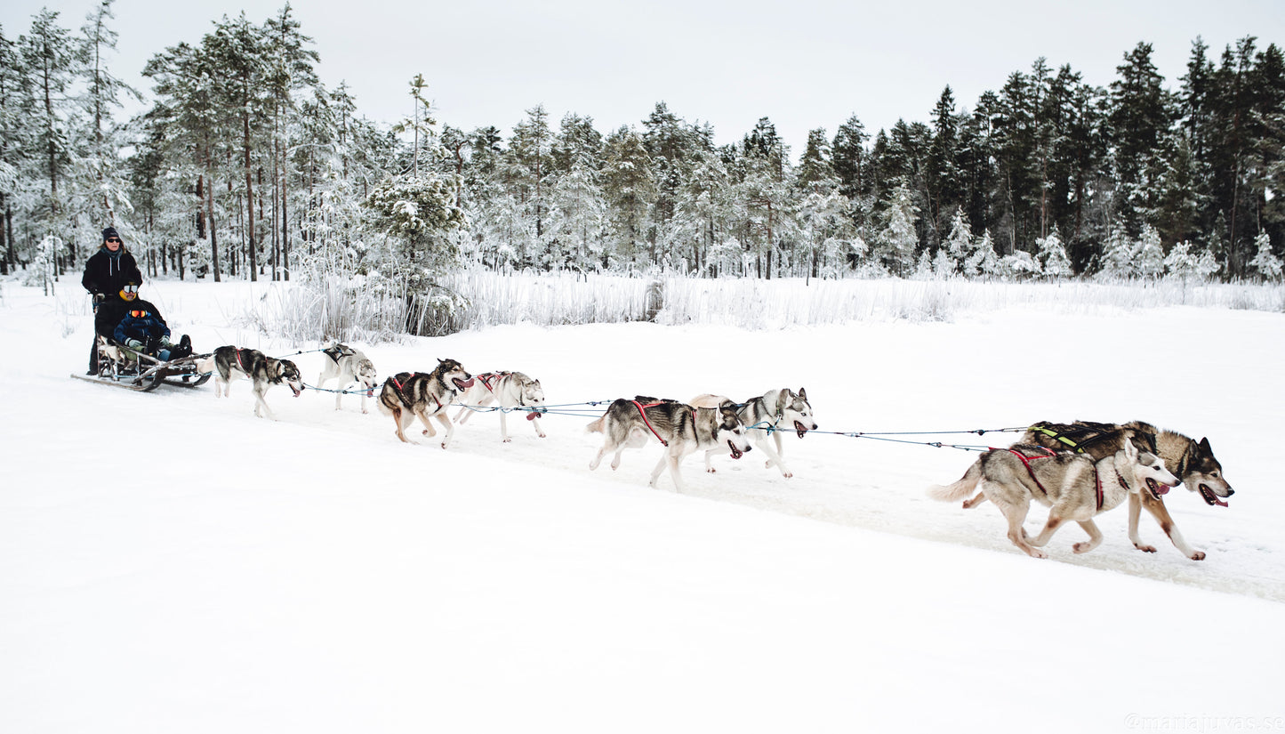 Hundspann i Bjursås