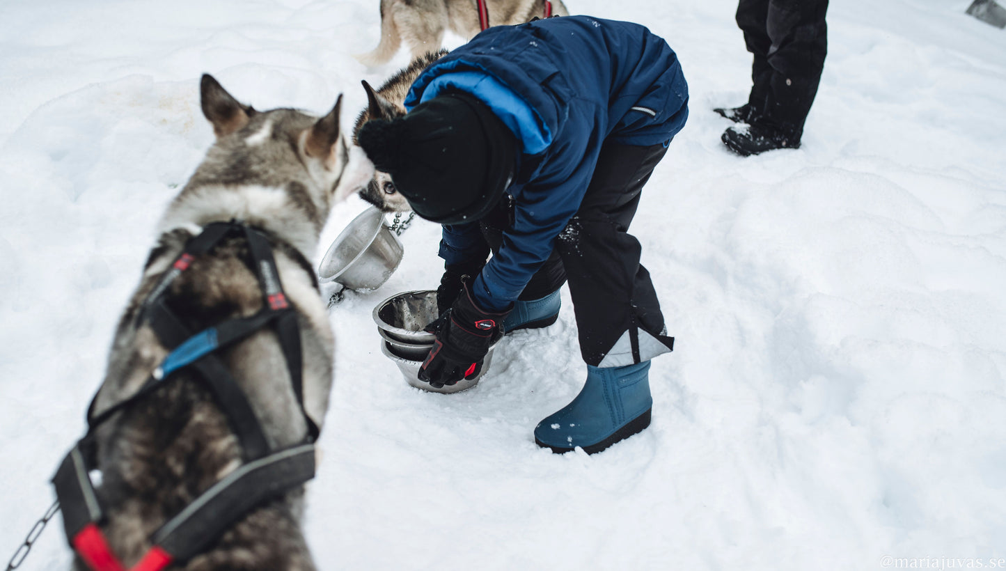 Slädhundstur i skogslandskap
