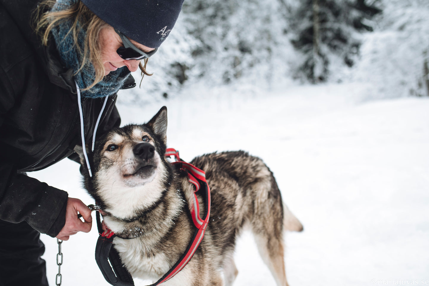 Slädhundstur i skogslandskap