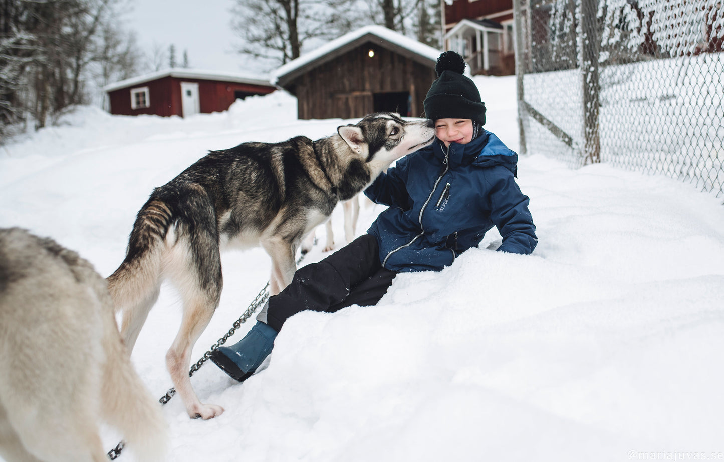 Slädhundstur i skogslandskap