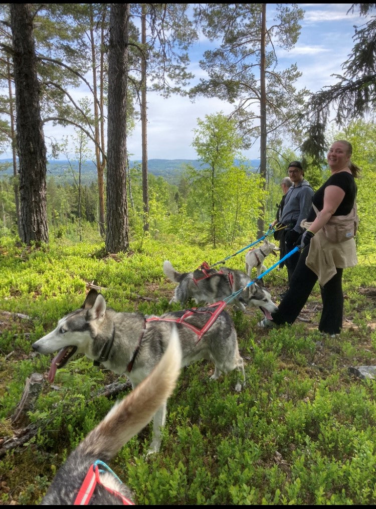 Husky Hiking