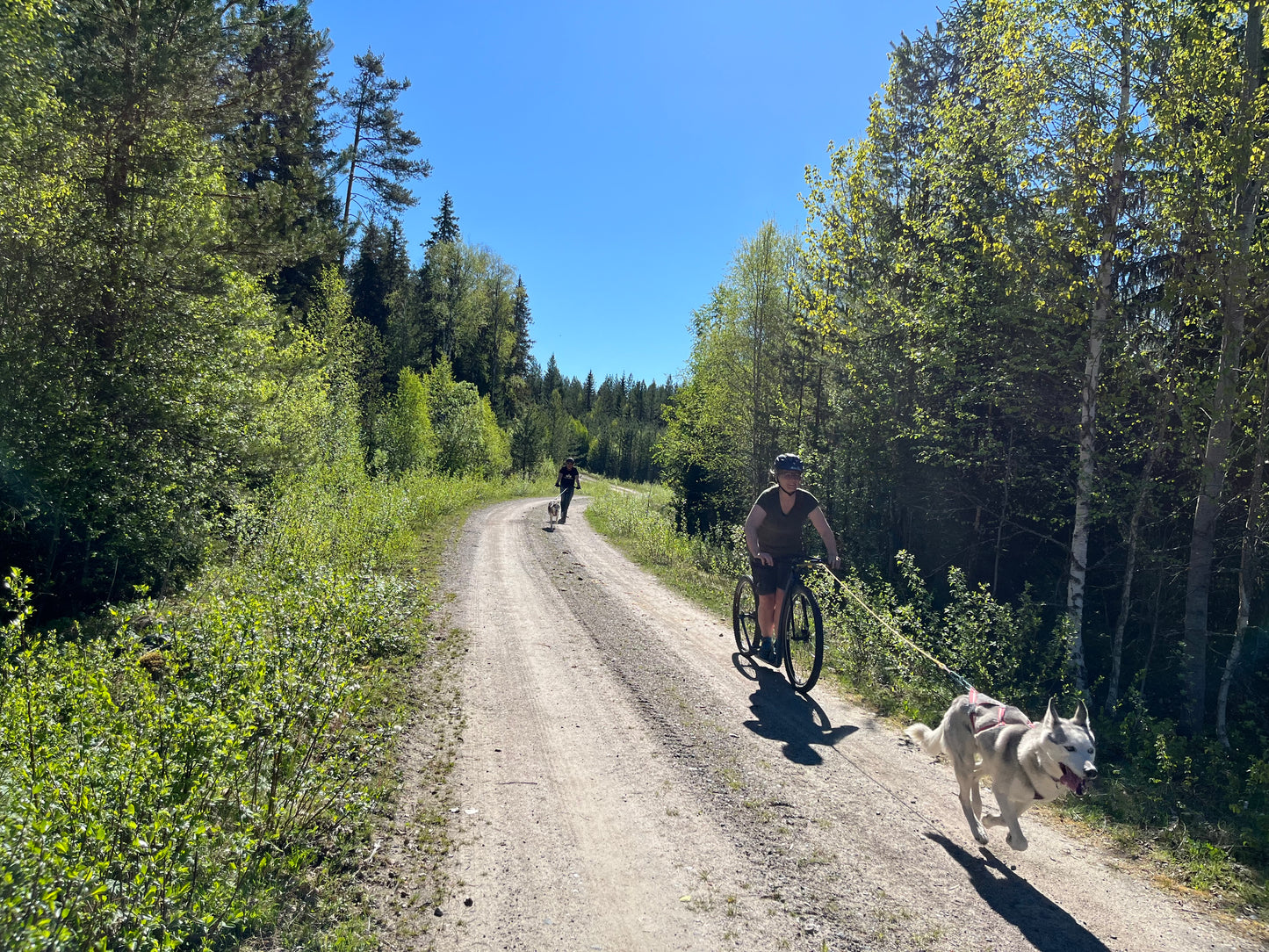 Dogscooter