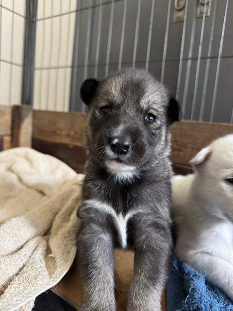 Puppies Måsek´s Mys and Yabasta Hurricane Maze