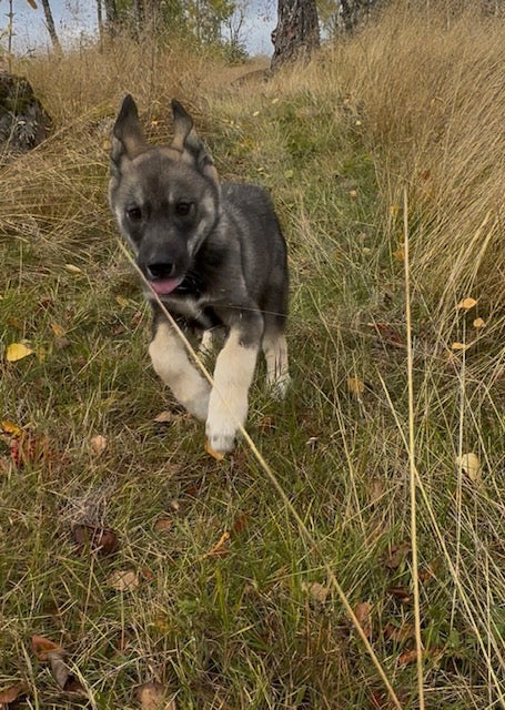 Måsek´s Cody
