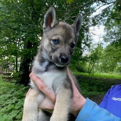 Måsek's Mys born in 2023