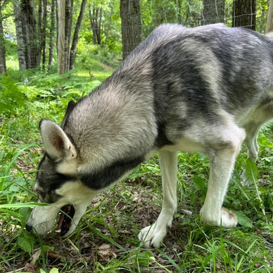 Måsek's Zip born in 2019