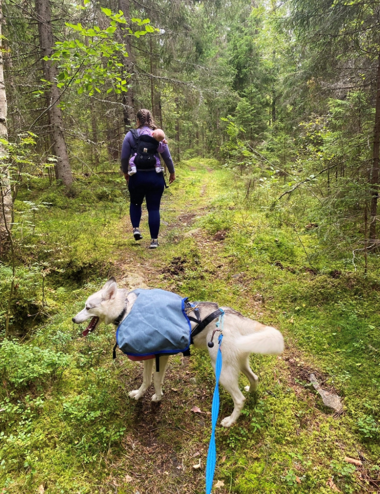 Husky Hiking