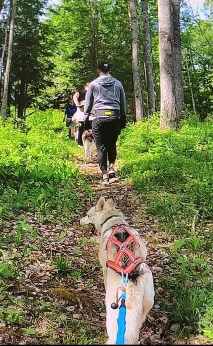 Husky Hiking