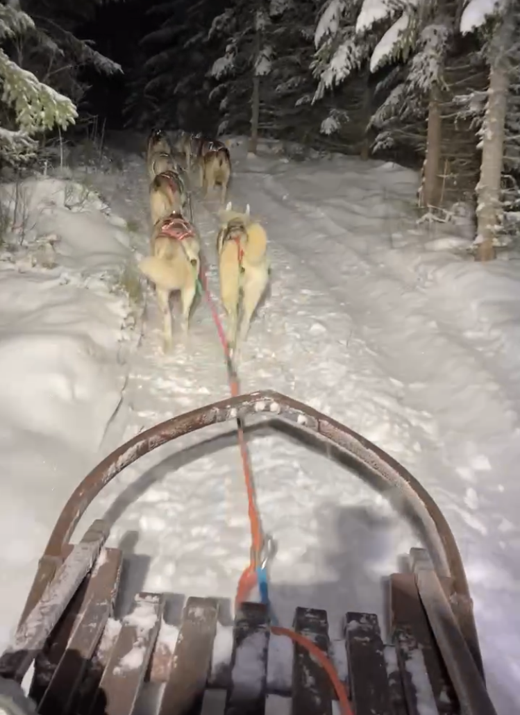 Slädhundstur på kvällen