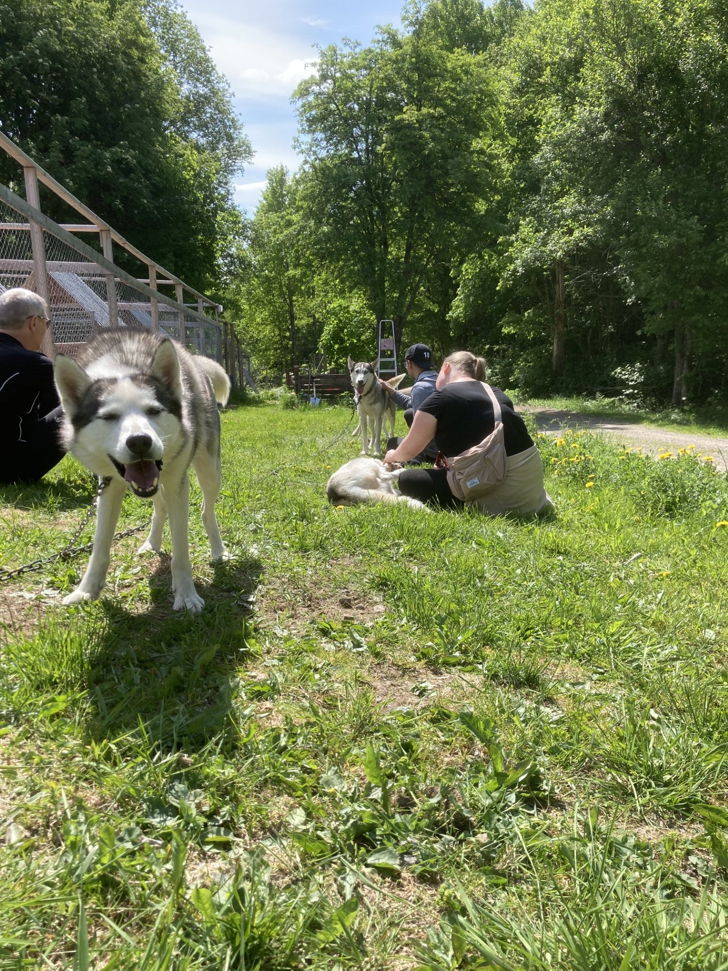 Husky Hiking