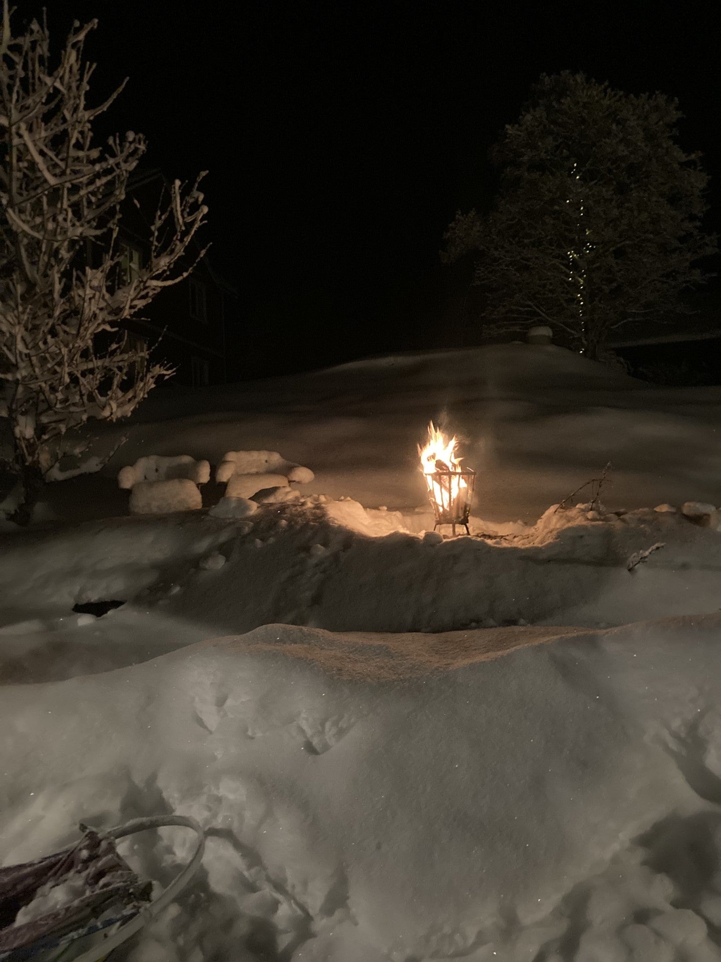 Slädhundstur på kvällen