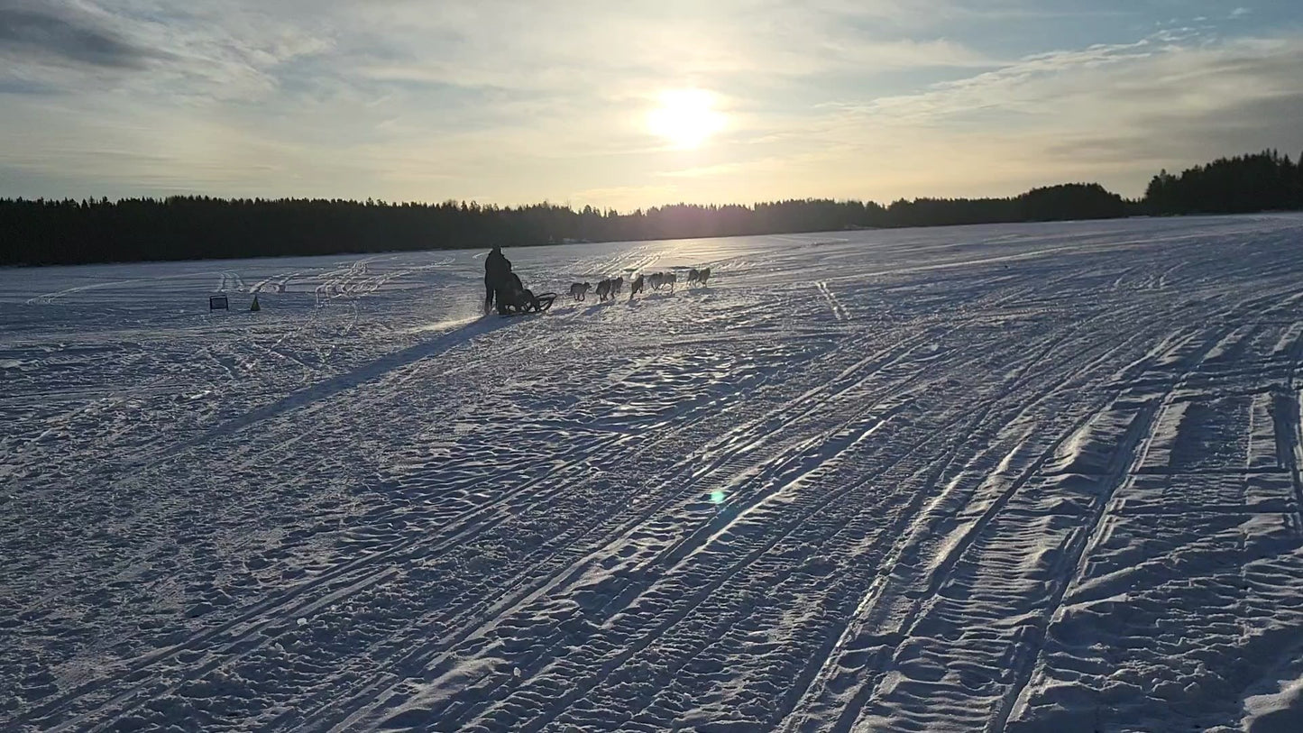 Hundspann i Bjursås